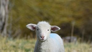 Ακατάσχετες οι ενισχύσεις για ζωοτροφές και φερτά υλικά για Daniel