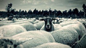 Ευλογιά: Όταν η απώλεια ζωικού κεφαλαίου γίνεται οικονομική κατάρρευση