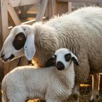 «Απαραίτητη η δημιουργία οργανωμένης Τράπεζας Γενετικού Υλικού για τα παραγωγικά ζώα στη χώρα»