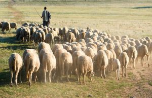 Στην ίδρυση πανελλήνιου συλλόγου προχώρησαν πληγέντες κτηνοτρόφοι από ευλογιά-πανώλη - Τυροκόμος