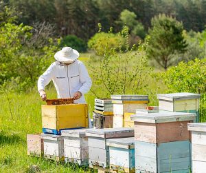 Προς πληρωμή το πριμ κυψελών έως 21 ευρώ
