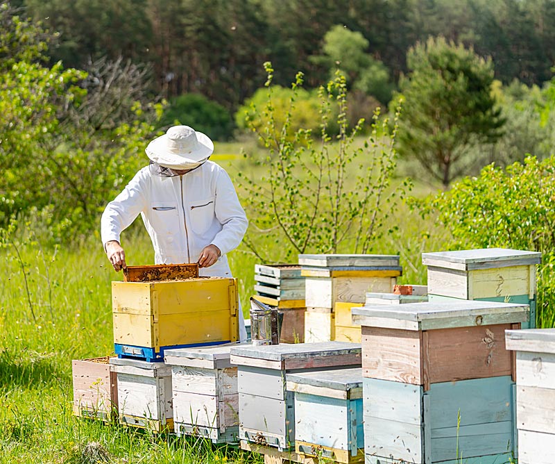 Προς πληρωμή το πριμ κυψελών έως 21 ευρώ