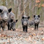 grevena-epithesi-agriogourounou-se-kynigo-298348