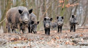 grevena-epithesi-agriogourounou-se-kynigo-298348