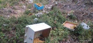 Σέρρες: Αρκούδα καταστρέφει μελίσσια στη Χρυσοπηγή (βίντεο)