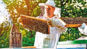 Στις 16/10 περιμένουν οι μελισσοκόμοι την ενίσχυση από τις δράσεις της Παρέμβασης Π2-55.3