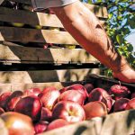 Μήλο: Οι τιμές παραγωγού μετριάζουν την κατήφεια για μικροκαρπία και πεσμένες αποδόσεις