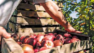 Μήλο: Οι τιμές παραγωγού μετριάζουν την κατήφεια για μικροκαρπία και πεσμένες αποδόσεις