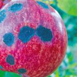 Μηλοειδή: Μετασυλλεκτικές επεμβάσεις για τη μείωση των εχθρών