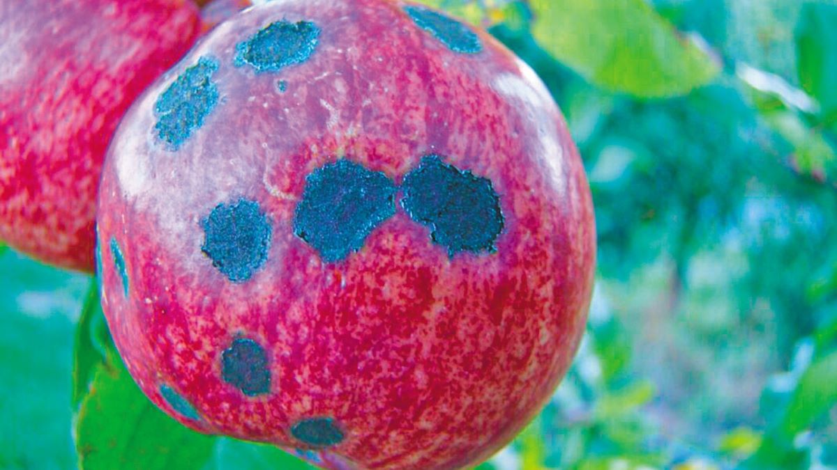 Μηλοειδή: Μετασυλλεκτικές επεμβάσεις για τη μείωση των εχθρών