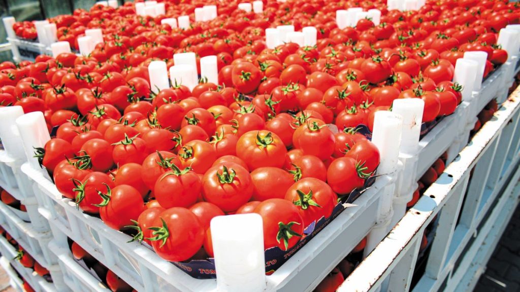 Υπό αβεβαιότητα η παγκόσμια αγορά ντομάτας λόγω καιρικών συνθηκών, τιμών και ζήτησης