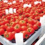 Υπό αβεβαιότητα η παγκόσμια αγορά ντομάτας λόγω καιρικών συνθηκών, τιμών και ζήτησης