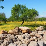 Ασφυξία στους Ελαιουργικούς Φορείς (ΟΕΦ) από τις τροποποιήσεις