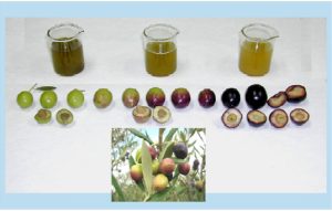 Πότε αρχίζει η συγκομιδή, με το μάτι ή με τον δείκτη ωρίμανσης;