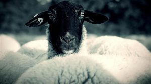 Η φωνή των πληγέντων: Νέος πανελλήνιος σύλλογος κτηνοτρόφων για την ευλογιά και την πανώλη