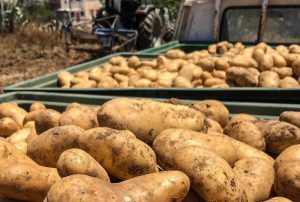 Καμπανάκι για εκτίναξη εισαγωγών φρούτων και λαχανικών στην Ελλάδα το Σεπτέμβριο - Fresher