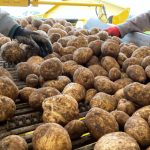 Συνίστανται 7ήμερες επεμβάσεις για πατάτες ευαίσθητες στον περονόσπορο - Fresher