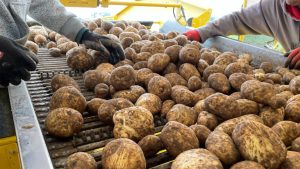 Συνίστανται 7ήμερες επεμβάσεις για πατάτες ευαίσθητες στον περονόσπορο - Fresher