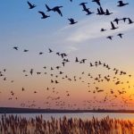 Γρίπη πτηνών: Τα μεταναστευτικά είδη αυξάνουν τα κρούσματα στην Ευρώπη