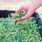 Χαλκιδική: Κρίσιμης σημασίας η ολοκλήρωση της συγκομιδής πράσινης ελιάς