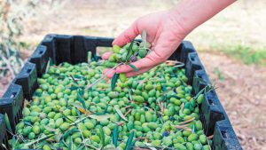 Χαλκιδική: Κρίσιμης σημασίας η ολοκλήρωση της συγκομιδής πράσινης ελιάς