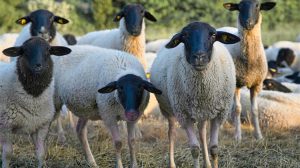 Ισχυρή σύμπραξη FAO – IFIF για το μέλλον της παγκόσμιας κτηνοτροφίας