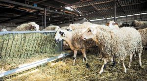 veroia-eklepsan-provata-apo-ktinotrofiki-monada-pou-diapistothike-pos-prosvlithike-apo-tin-evlogia-301985