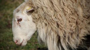 Μεσοβδόμαδα 10 εκατ. ευρώ για την πρώτη βοήθεια στους αιγοπροβατότροφους λόγω θανατώσεων απ' τον Απρίλιο - Τυροκόμος