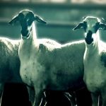 Πώς η Ελλάδα αφήνει να χαθούν οι δικές της φυλές προβάτων