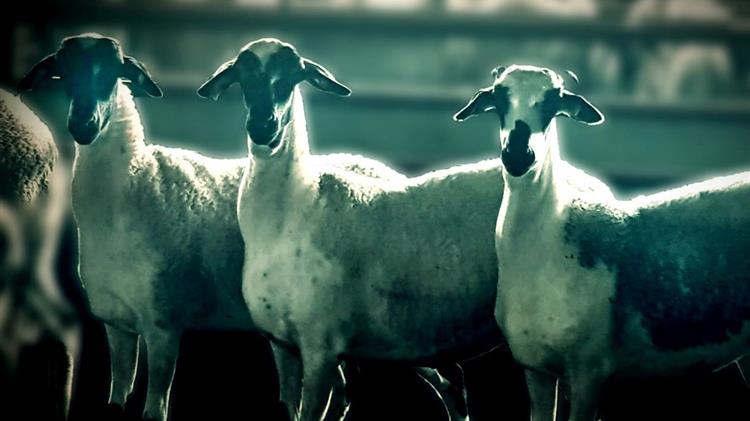 Πώς η Ελλάδα αφήνει να χαθούν οι δικές της φυλές προβάτων