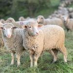 Εντοπίστηκαν 137 νέες εστίες ευλογιάς με 24.787 θανατώσεις ως 25 Σεπτέμβρη - Τυροκόμος