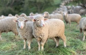 Εντοπίστηκαν 137 νέες εστίες ευλογιάς με 24.787 θανατώσεις ως 25 Σεπτέμβρη - Τυροκόμος