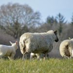 Παρατείνονται τα προληπτικά μέτρα στην Κρήτη για την ευλογιά των αιγοπροβάτων