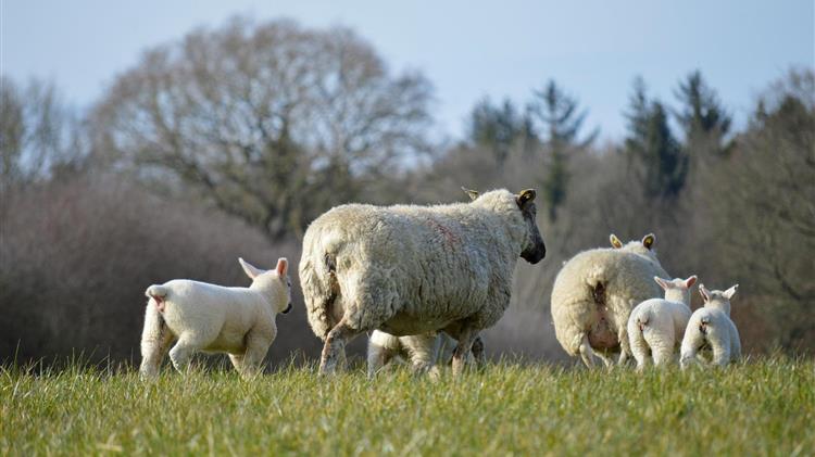Παρατείνονται τα προληπτικά μέτρα στην Κρήτη για την ευλογιά των αιγοπροβάτων