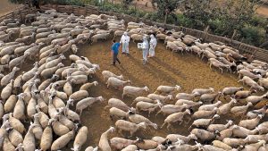 Σε δραματική κατάσταση η ελληνική αιγοπροβατοτροφία