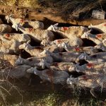 Σέρρες: Περισσότερα από 20 χιλιάδες ζώα θα θανατωθούν