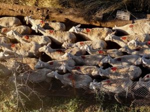 Σέρρες: Περισσότερα από 20 χιλιάδες ζώα θα θανατωθούν