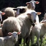 Δεν υπάρχει εμβόλιο αδειοδοτημένο κατά της ευλογιάς θυμίζει ο ΕΟΦ