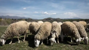 Στις 14.000 οι θανατώσεις λόγω ευλογιάς στη Δυτική Ελλάδα