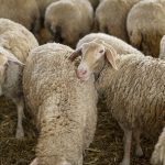 Στα 42 εκατ. ευρώ το πρόγραμμα ενισχύσεων για εφαρμογή κτηνιατρικών μέτρων εξυγίανσης ζωικού κεφαλαίου