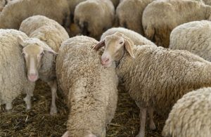 Στα 42 εκατ. ευρώ το πρόγραμμα ενισχύσεων για εφαρμογή κτηνιατρικών μέτρων εξυγίανσης ζωικού κεφαλαίου