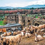 Ευλογιά: Προειδοποιούν για δυναμικές κινητοποιήσεις οι Σερραίοι κτηνοτρόφοι