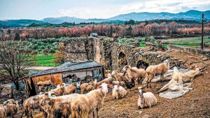 Ευλογιά: Προειδοποιούν για δυναμικές κινητοποιήσεις οι Σερραίοι κτηνοτρόφοι