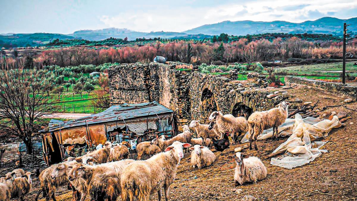 Ευλογιά: Προειδοποιούν για δυναμικές κινητοποιήσεις οι Σερραίοι κτηνοτρόφοι