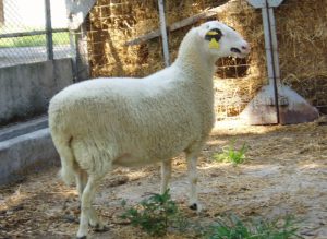 Θανατώσεις αιγοπροβάτων από Σπάνιες Φυλές χωρίς διατήρηση DNA καταγγέλλει ο ΣΕΚ - Τυροκόμος