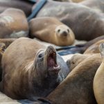 Κτηνωδία στις ΗΠΑ: Καταζητείται άνδρας που αποκεφάλισε θαλάσσιο λιοντάρι στην Καλιφόρνια