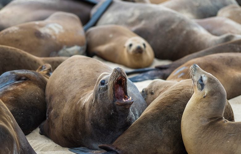 Κτηνωδία στις ΗΠΑ: Καταζητείται άνδρας που αποκεφάλισε θαλάσσιο λιοντάρι στην Καλιφόρνια
