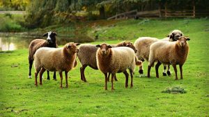 Κρήτη: Παράταση των αυστηρών μέτρων κατά της ευλογιάς των αιγοπροβάτων