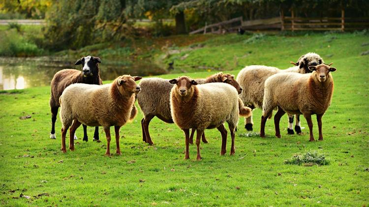 Κρήτη: Παράταση των αυστηρών μέτρων κατά της ευλογιάς των αιγοπροβάτων