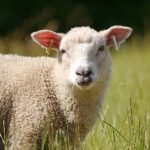 Κοινό μέτωπο κυβέρνησης και περιφερειαρχών κατά της ευλογιάς